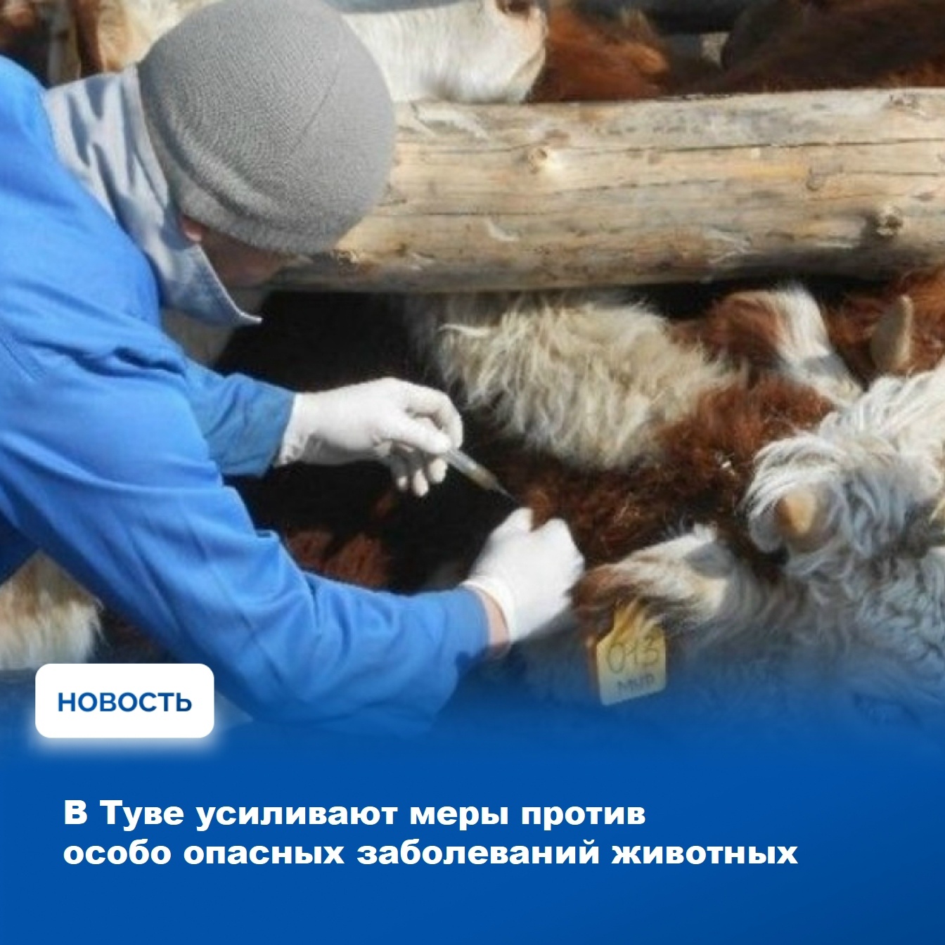 Ветеринарные специалисты Тувы активно работают над защитой поголовья животных от особо опасных заболеваний