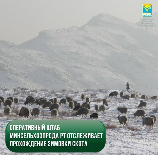 Минсельхоз Тувы сообщает о благополучной зимовке скота в регионе