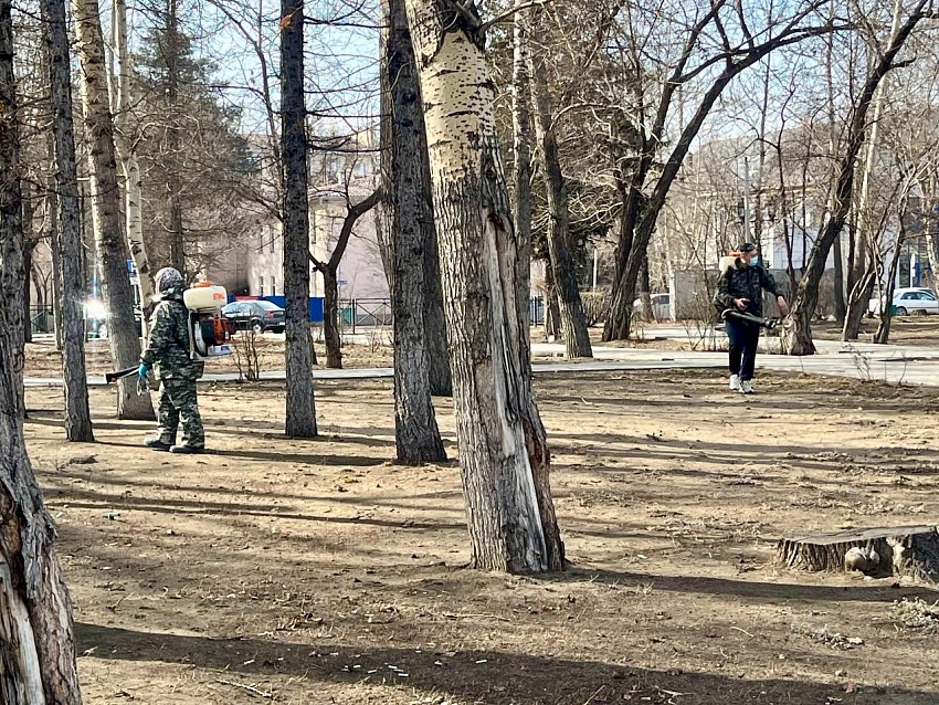 В Туве начался сезон активности клещей: вакцинация и обработка территорий взяты на контроль