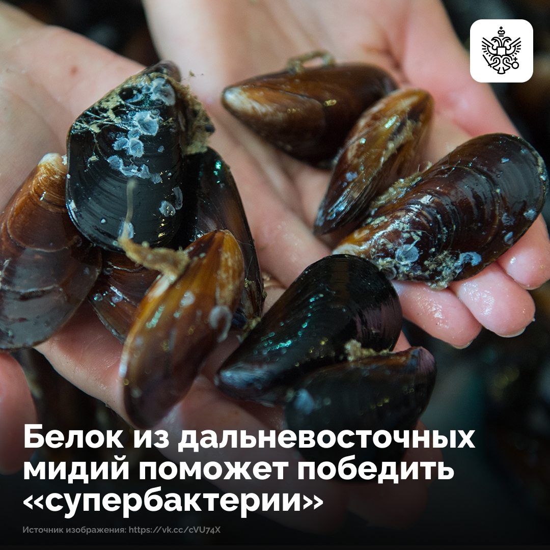 Иммунная система тихоокеанских гигантских мидий вооружила ученых новым способом борьбы с устойчивыми бактериями