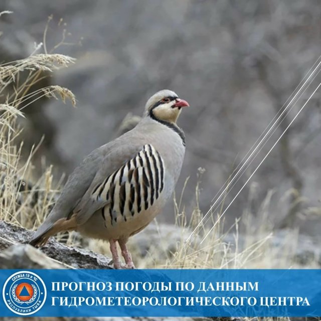 30 апреля синоптики обещают в Туве +22°С