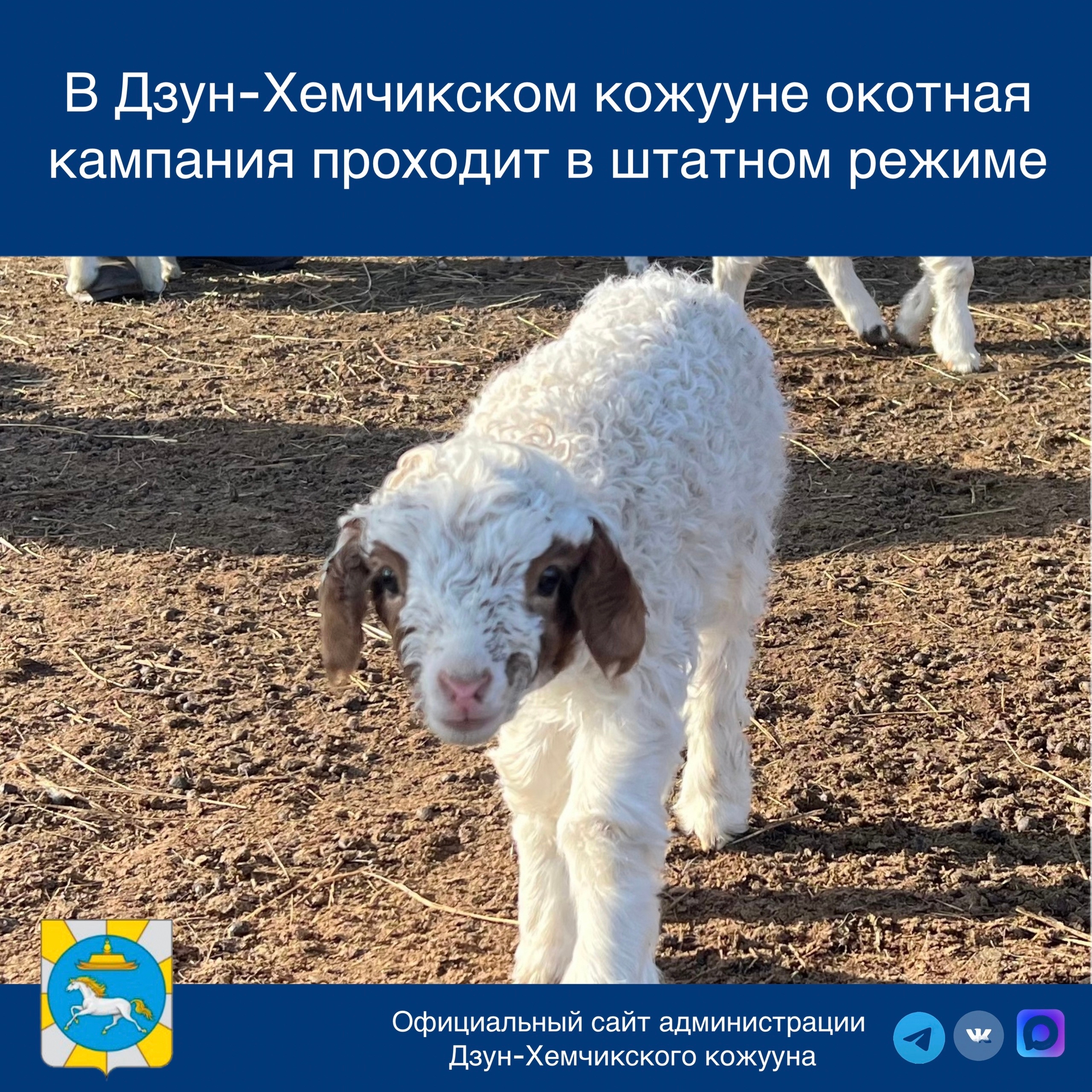 В Дзун-Хемчикском кожууне окотная кампания проходит в штатном режиме<p>Окотная кампания — это не просто сезон, это настоящий экзамен для животноводов, момент, когда каждая минута на счету, а каждое событие может стать определяющим для здоровья будущего по