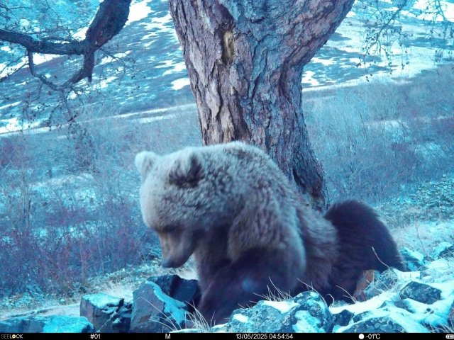 Бурый медведь попался в фотоловушку заповедной зоны «Монгун-Тайга» в Туве