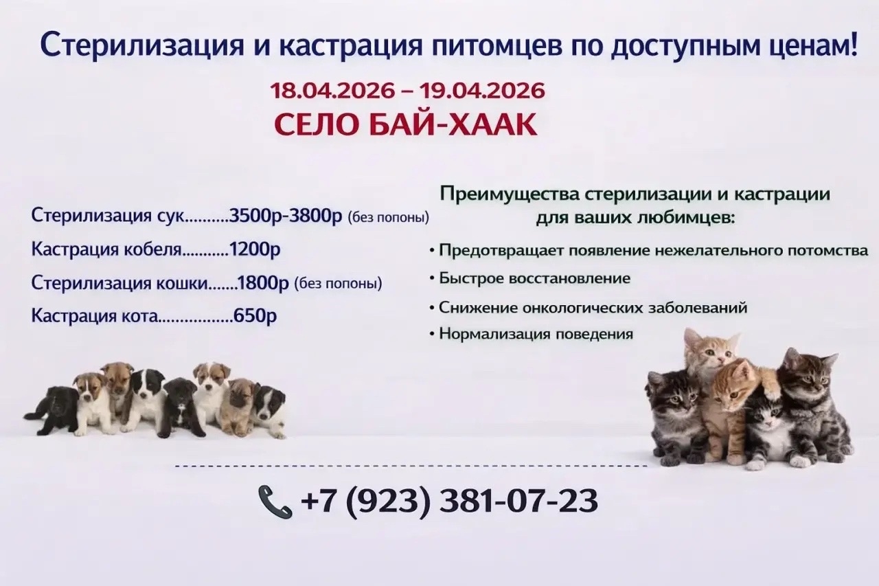 Стерилизация и кастрация питомцев: доступные цены в ветеринарии Тандинского кожууна