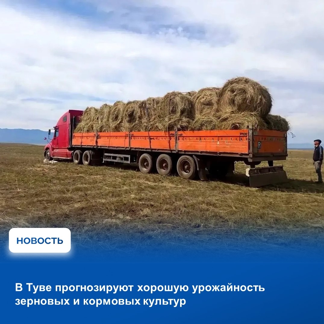 Основываясь на данных Россельхозцентра, Министерство сельского хозяйства Тувы прогнозирует урожайность зерновых и кормовых культур в трое больше прошлогодних показателей – на уровне 18-25 центнеров с гектара